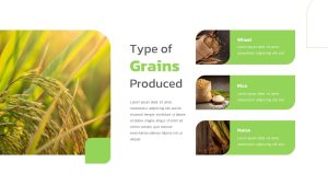 Farm PowerPoint template grains types